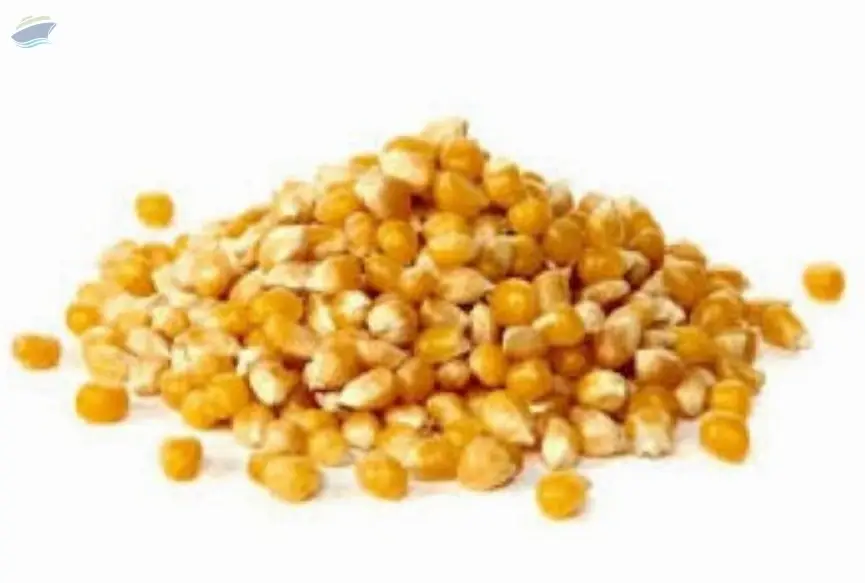 Feed Grains & Protein Meals