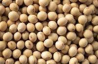 Soybean Gmo