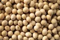 Soybean Gmo