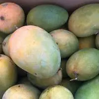 Kesar Mango