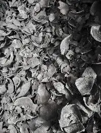 Coconut Shell Charcoal
