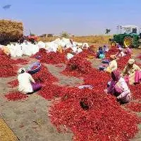 Indian Dry Red and Green Chilies