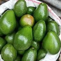 Fresh Green Avocado