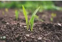 Organic Fertilizer
