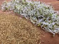Alfalfa Seeds