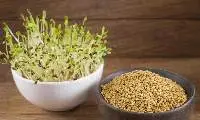 Alfalfa Seeds