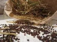 Broccoli Seeds