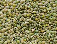 Lentils Green