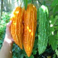 Momordica Charantia