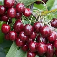 Premium Quality Cherries From Moldova