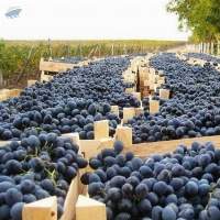 Premium Quality Grapes From Moldova