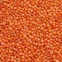 Red Lentils