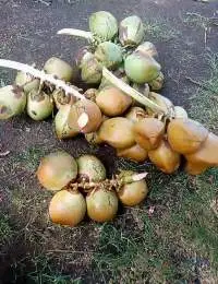 Fresh Green Coconut