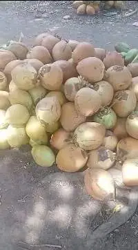Fresh Young Coconut