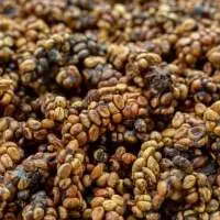 Luwak Coffee