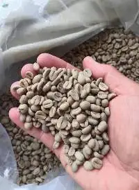 Arabica Green Coffee Bean