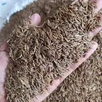 Cumin Seed
