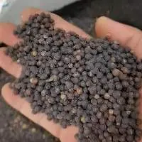 Black Pepper