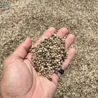 White Pepper