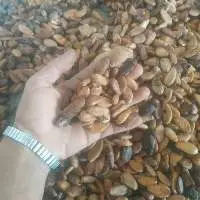 Dry Cocoa Seed