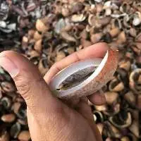 Dry Coconut
