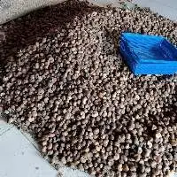 Raw Cashew Seed