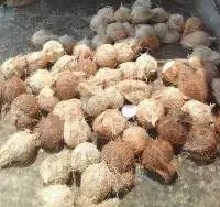 Fresh Coconut , Husked Coconut