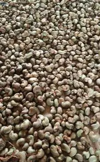 Raw Chashew Nut