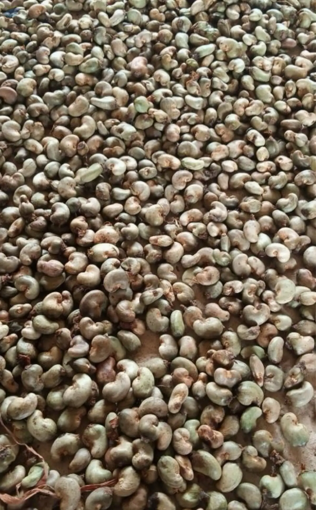 Raw Chashew Nut