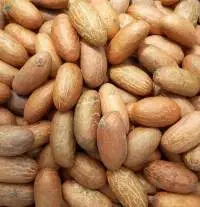 Garcinia Nut (bitter Kola Nut)