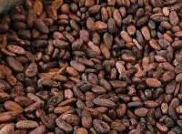 Cocoa Beans