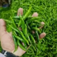 Green Chilly