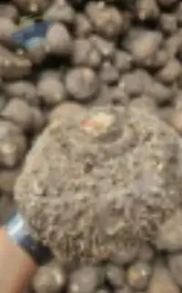 Suran (Elephant Foot Yam)