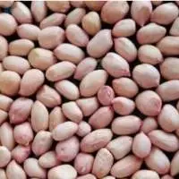 Java peanut