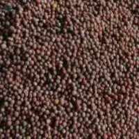 Mustard Seeds