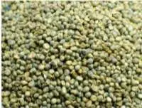 Green Millet ( Bajra) Seed
