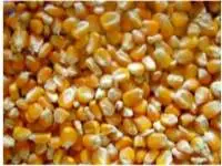 Yellow Corn