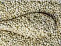 Sorghum Seeds