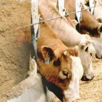 Bases for animal feed manufacture