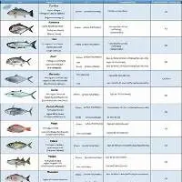 Frozen fish