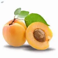 Fresh Apricot