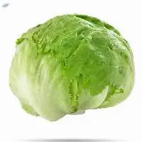 Fresh Iceberg Lettuce