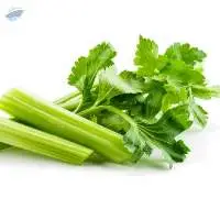 Fresh Celery