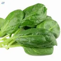 Fresh Spinach