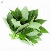 Fresh Molokhia