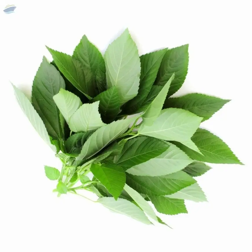 Fresh Molokhia