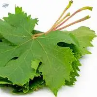 Fresh Vine Leaves