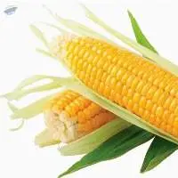 Fresh Sweet Corn