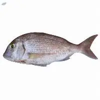 Fresh commonbream Fish