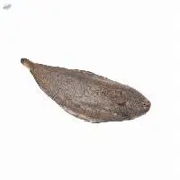 Fresh Commonsole Fish